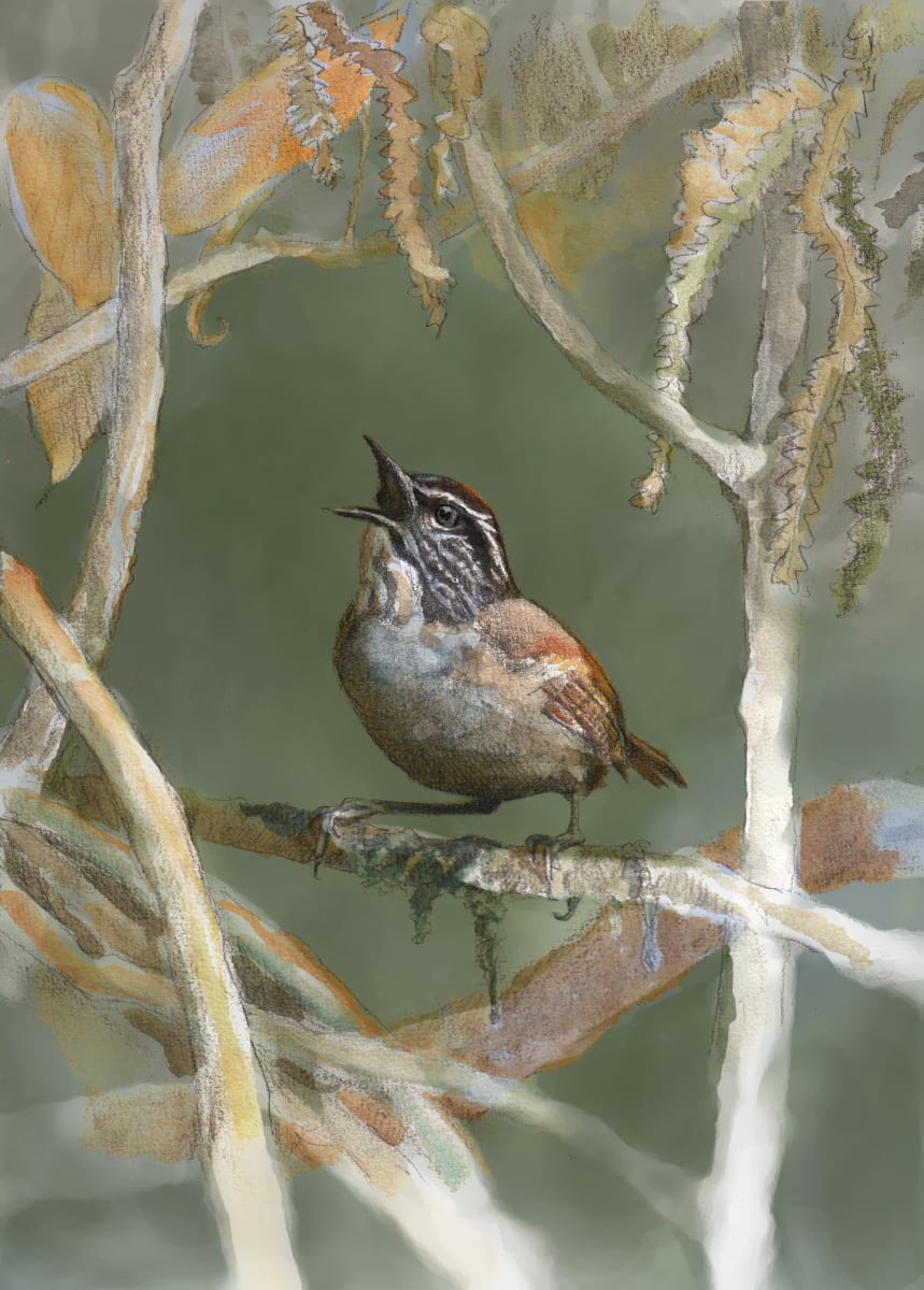 Grey-breasted Wood-Wren by Abby McBride 