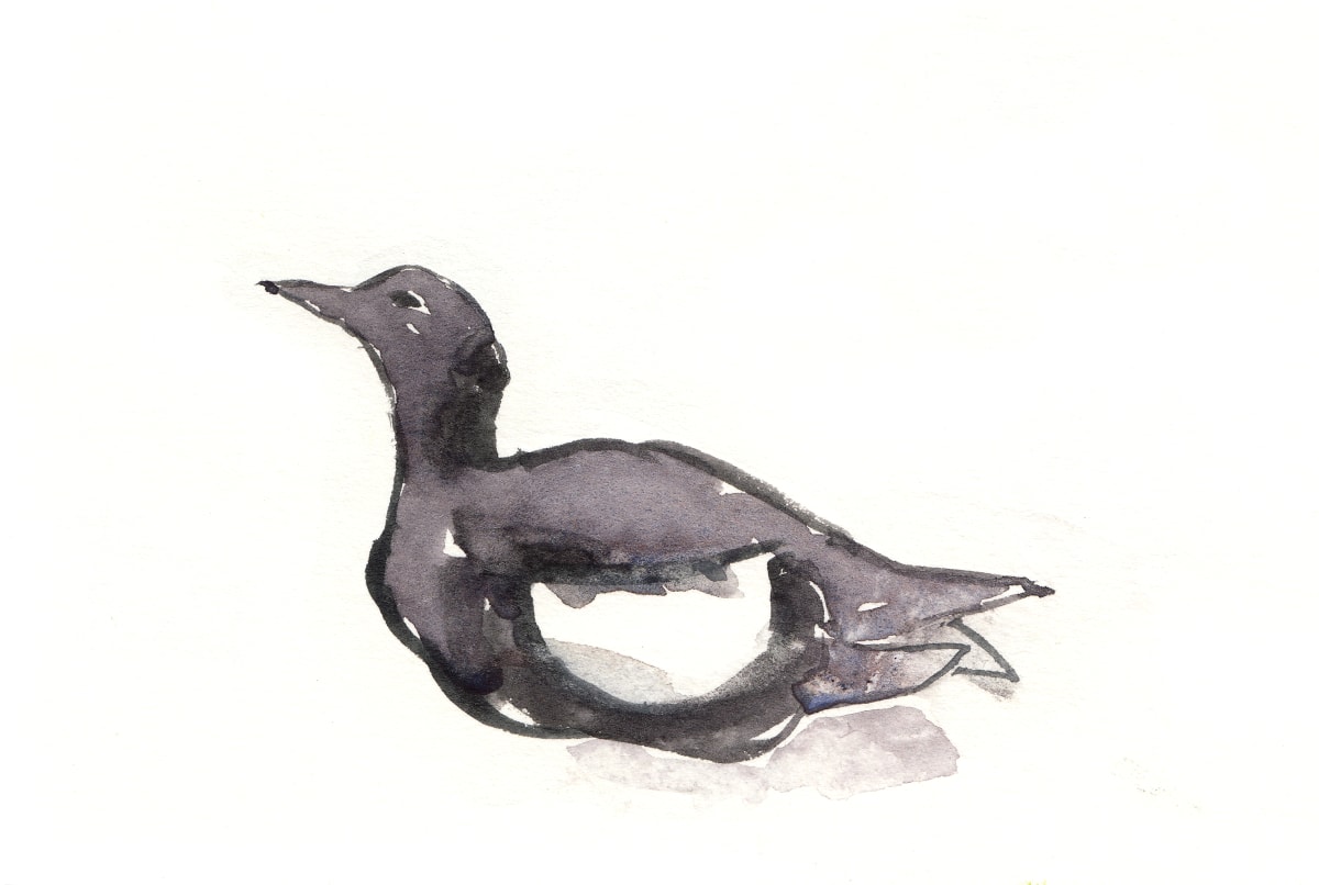 Black Guillemot by Abby McBride 