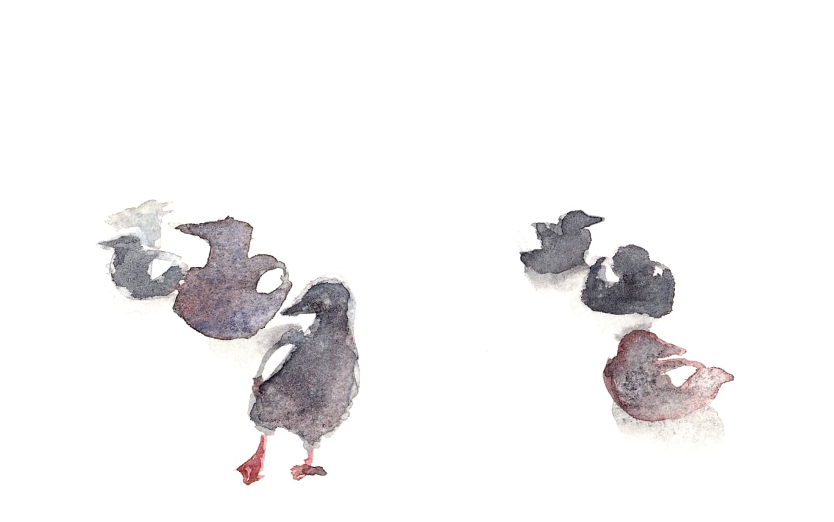 Black guillemots by Abby McBride 