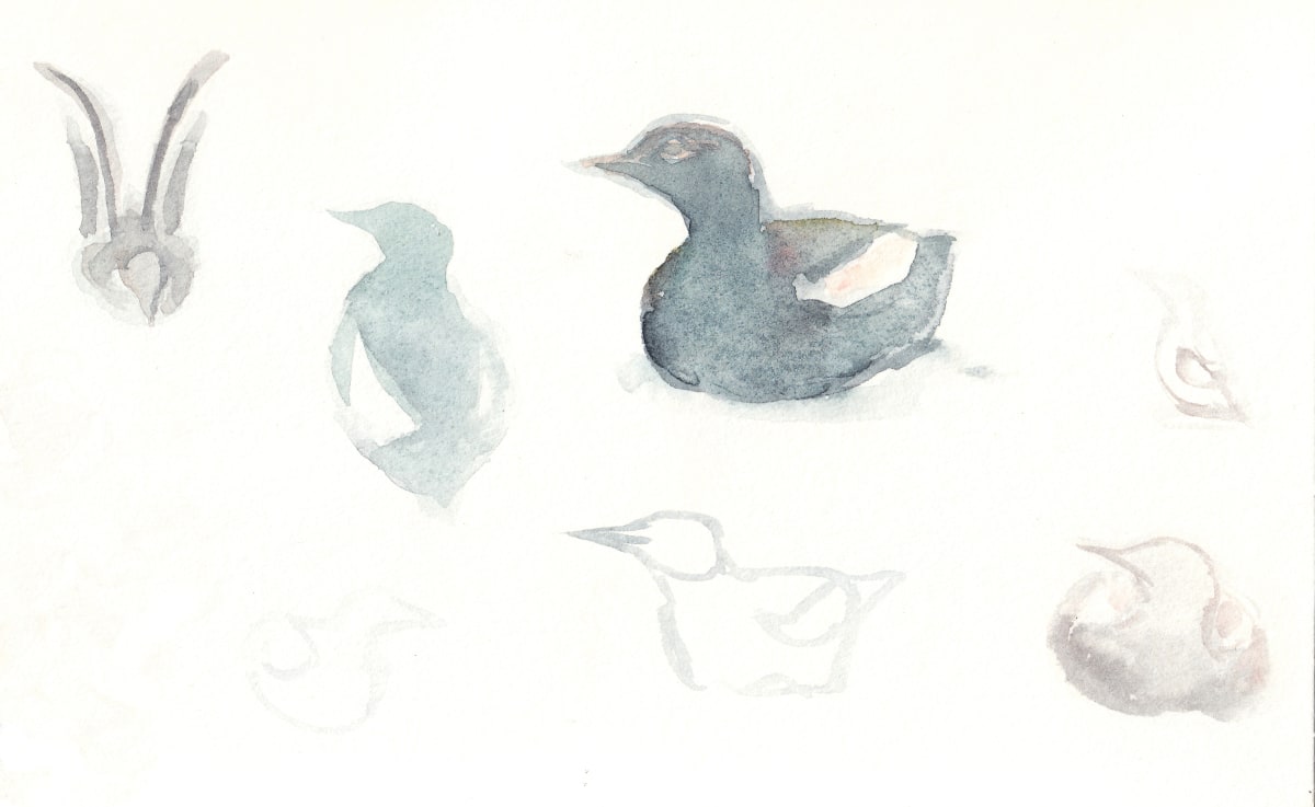 Guillemots by Abby McBride 