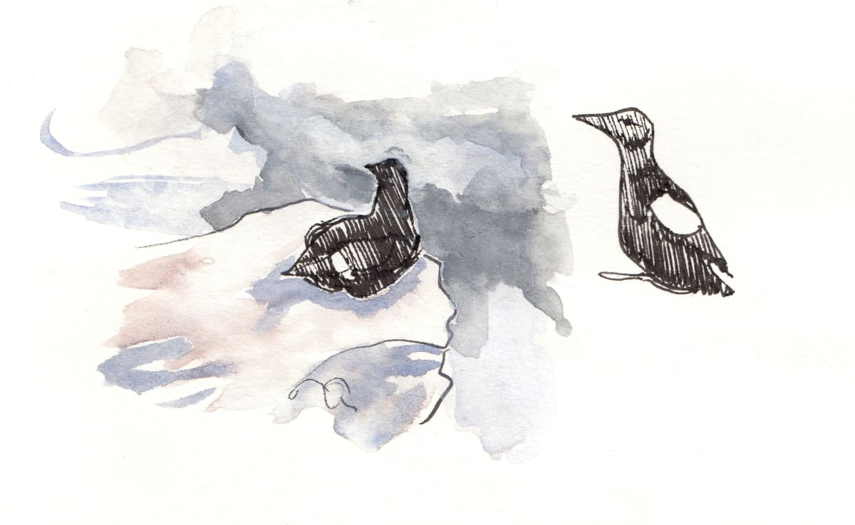 Black Guillemots by Abby McBride 