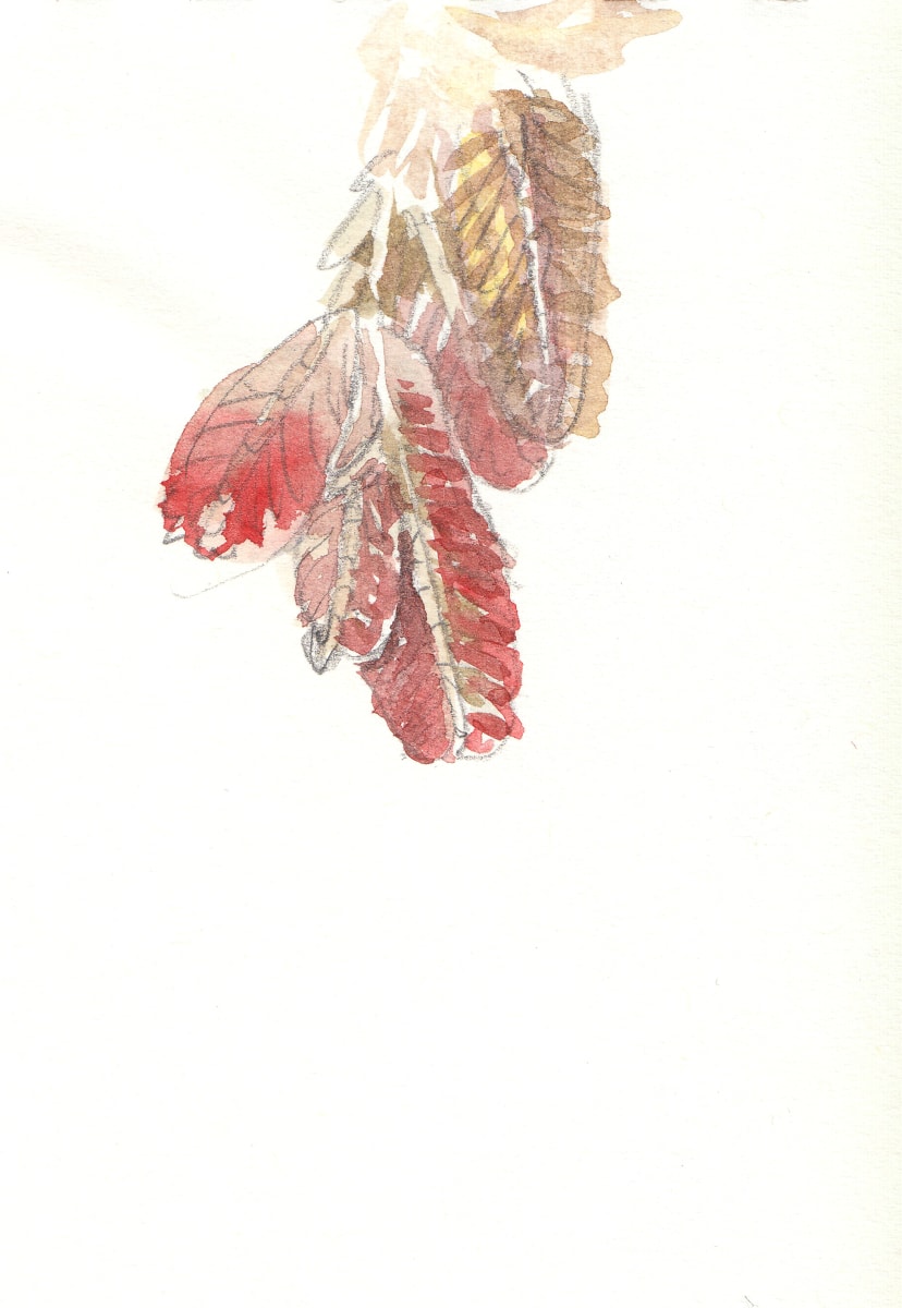 Heather, Image 1.