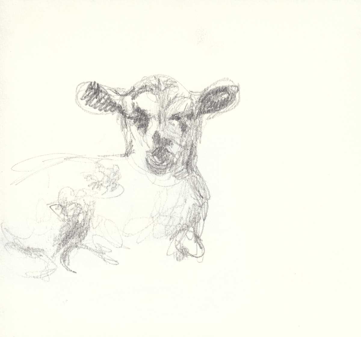 Helton Lamb 2 by Abby McBride, Image 1.
