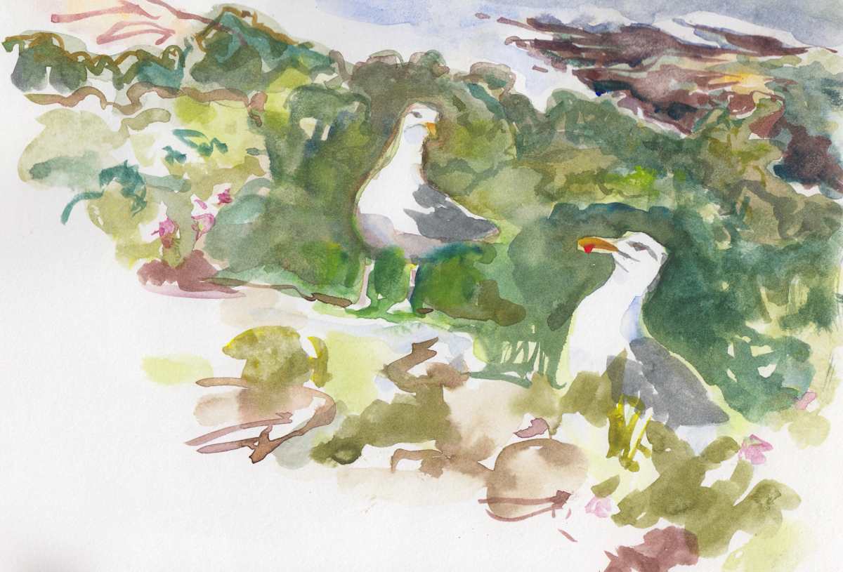 Herring gullscape by Abby McBride, Image 1.