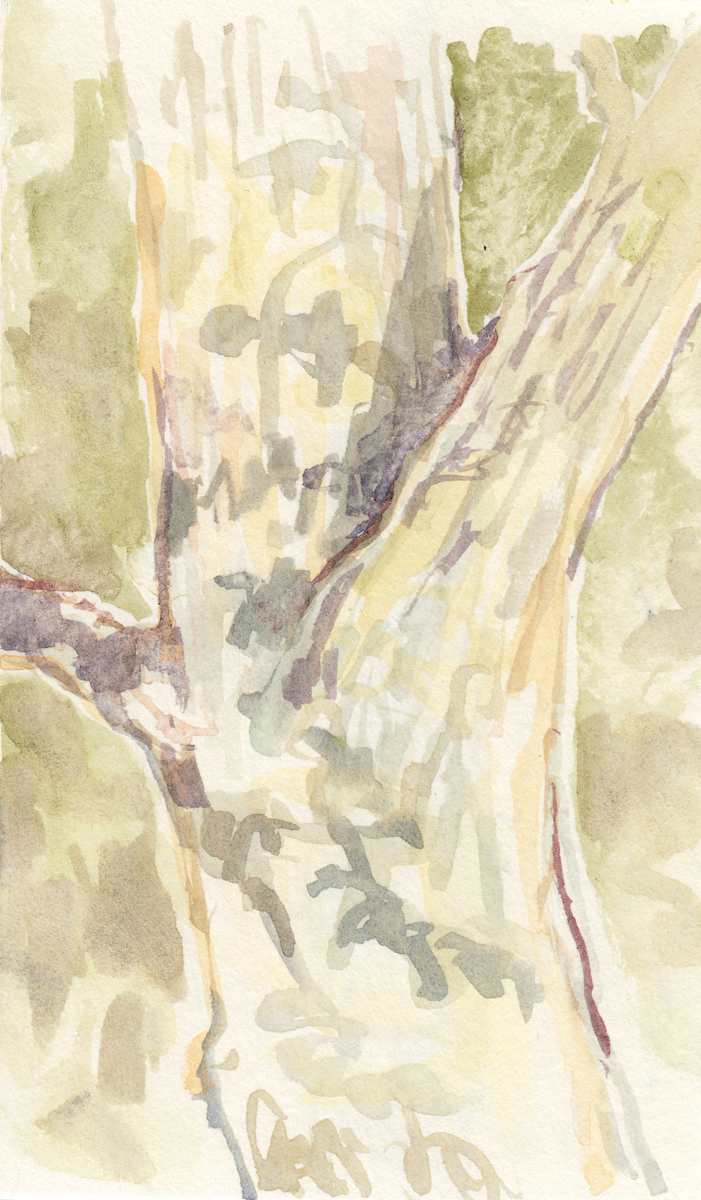 Red oak by Abby McBride, Image 9.
