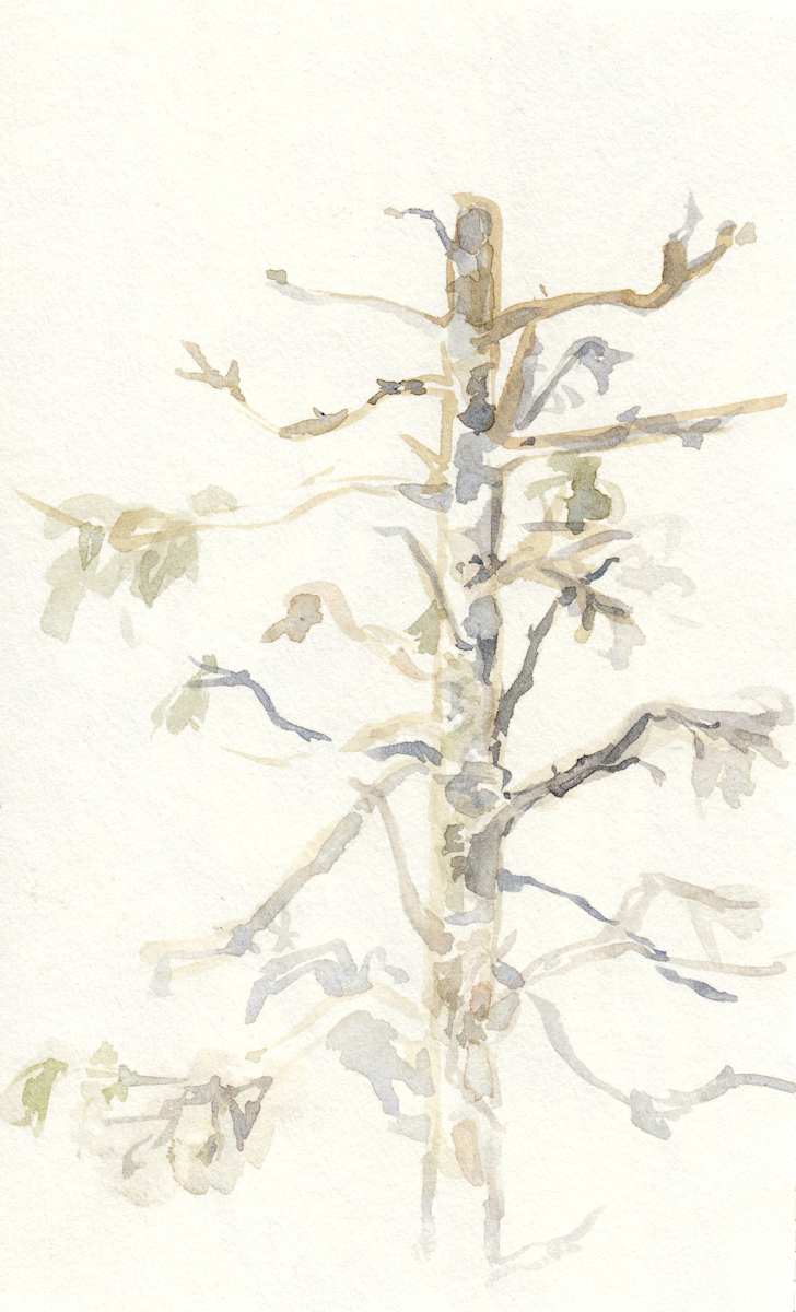 Snag with Usnea by Abby McBride, Image 2.