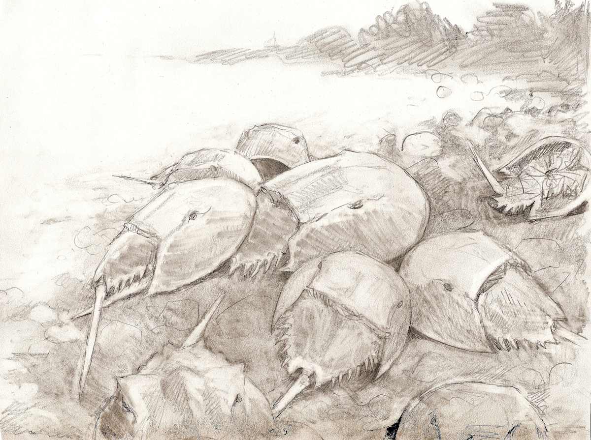 Horseshoe Crabs Spawning, Image 2.