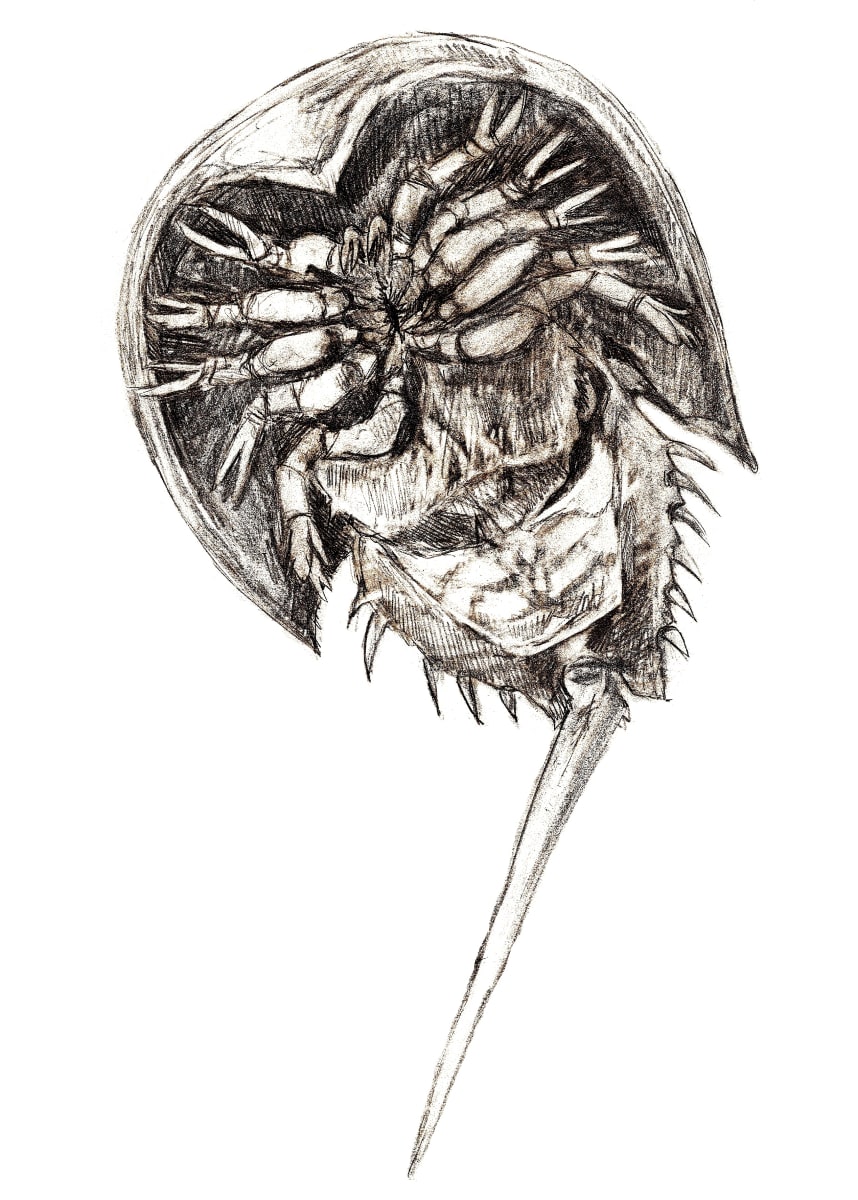 Horseshoe Crab, Image 1.