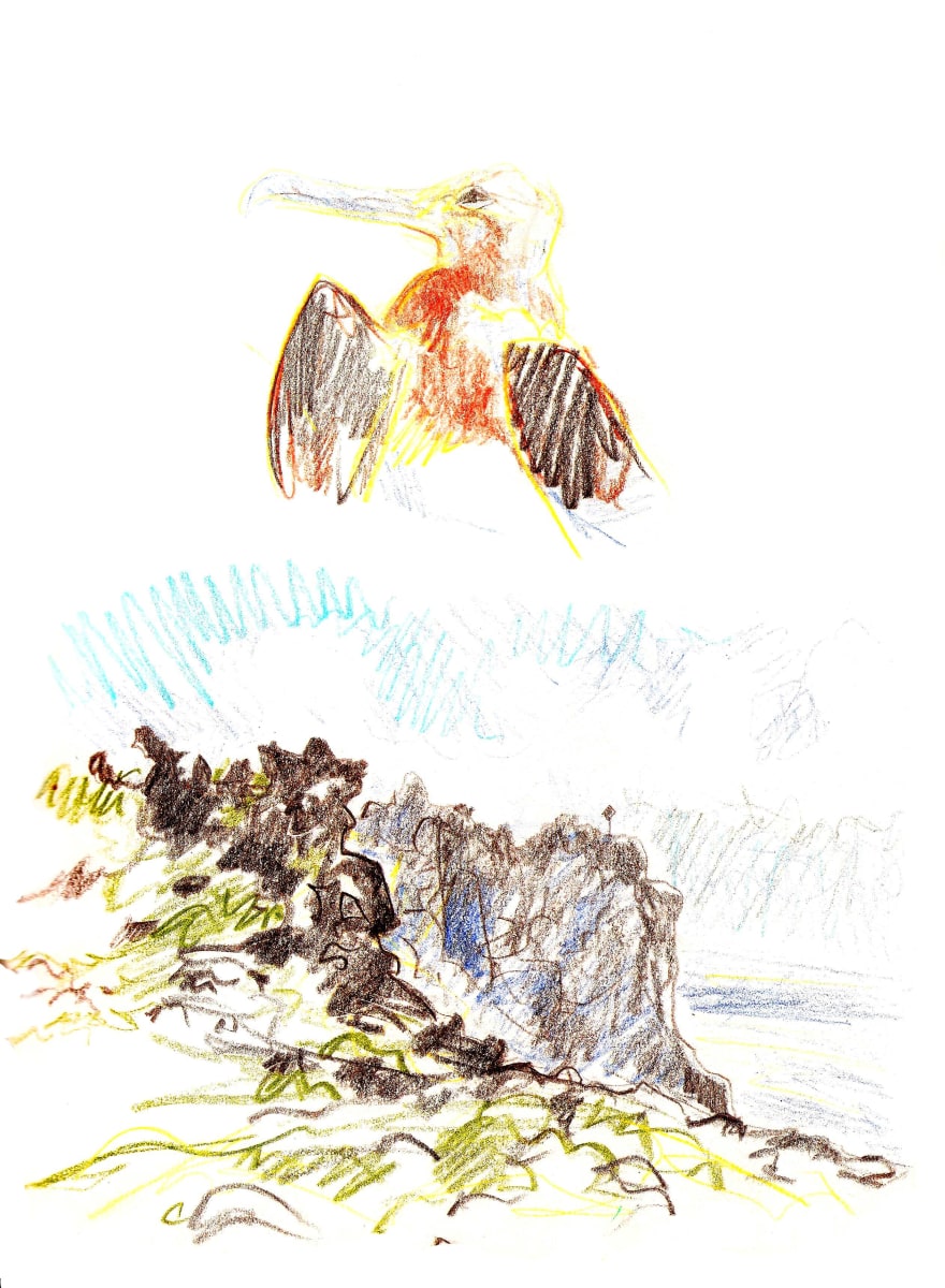 Juvenile frigatebird and Punta Cevallos by Abby McBride  Image: Field sketched on Isla Española, Galapagos (2009-10)