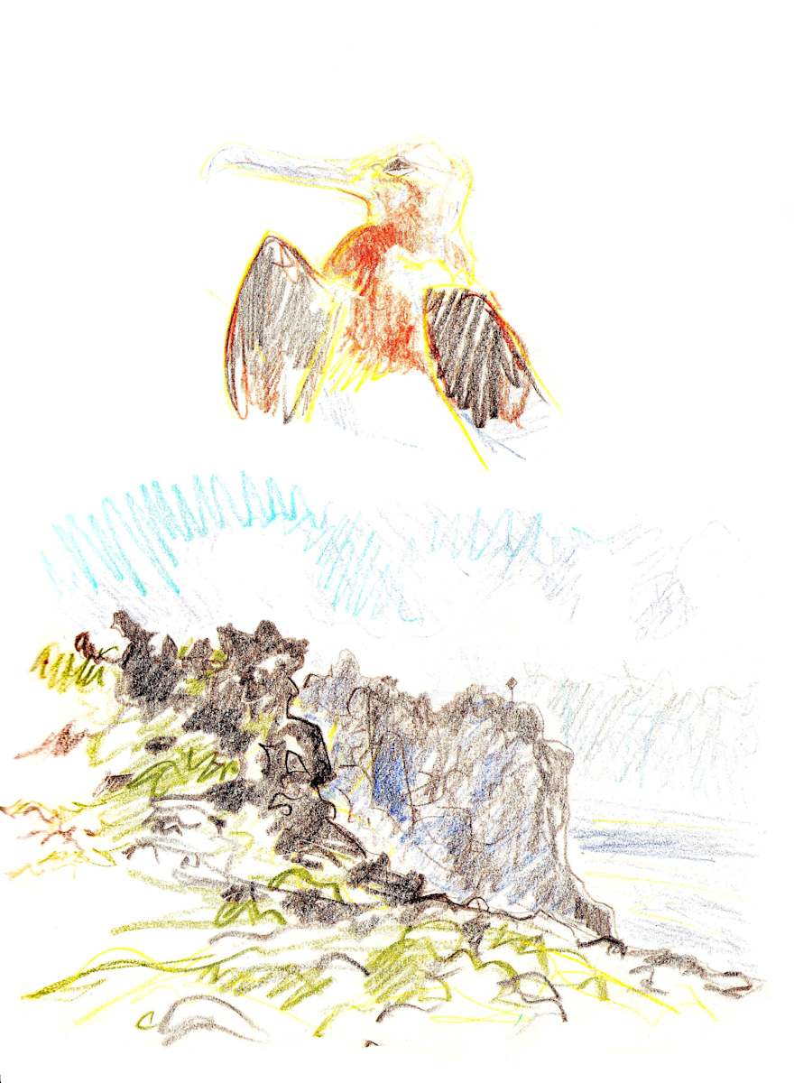 Juvenile frigatebird and Punta Cevallos by Abby McBride, Image 11.