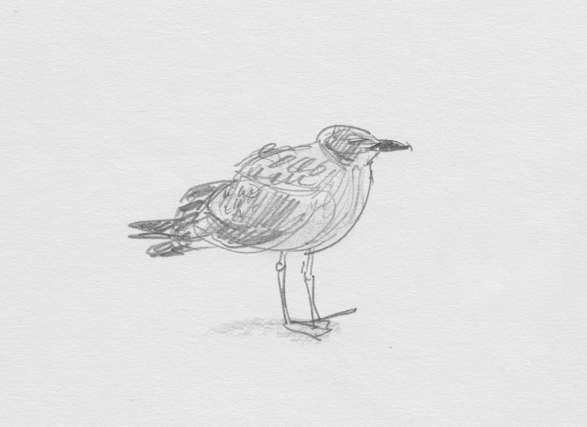 Juvenile Gull by Abby McBride 