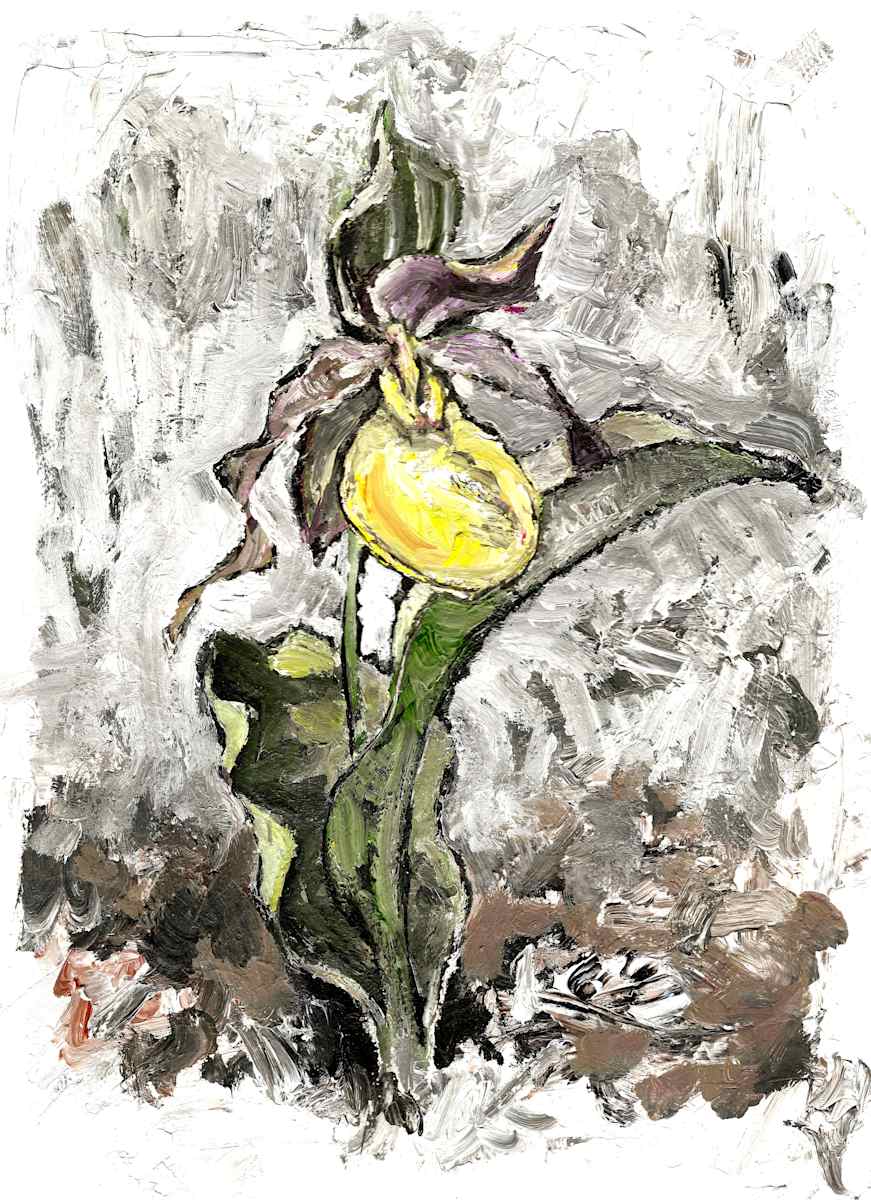 Yellow Lady's Slipper by Abby McBride, Image 10.