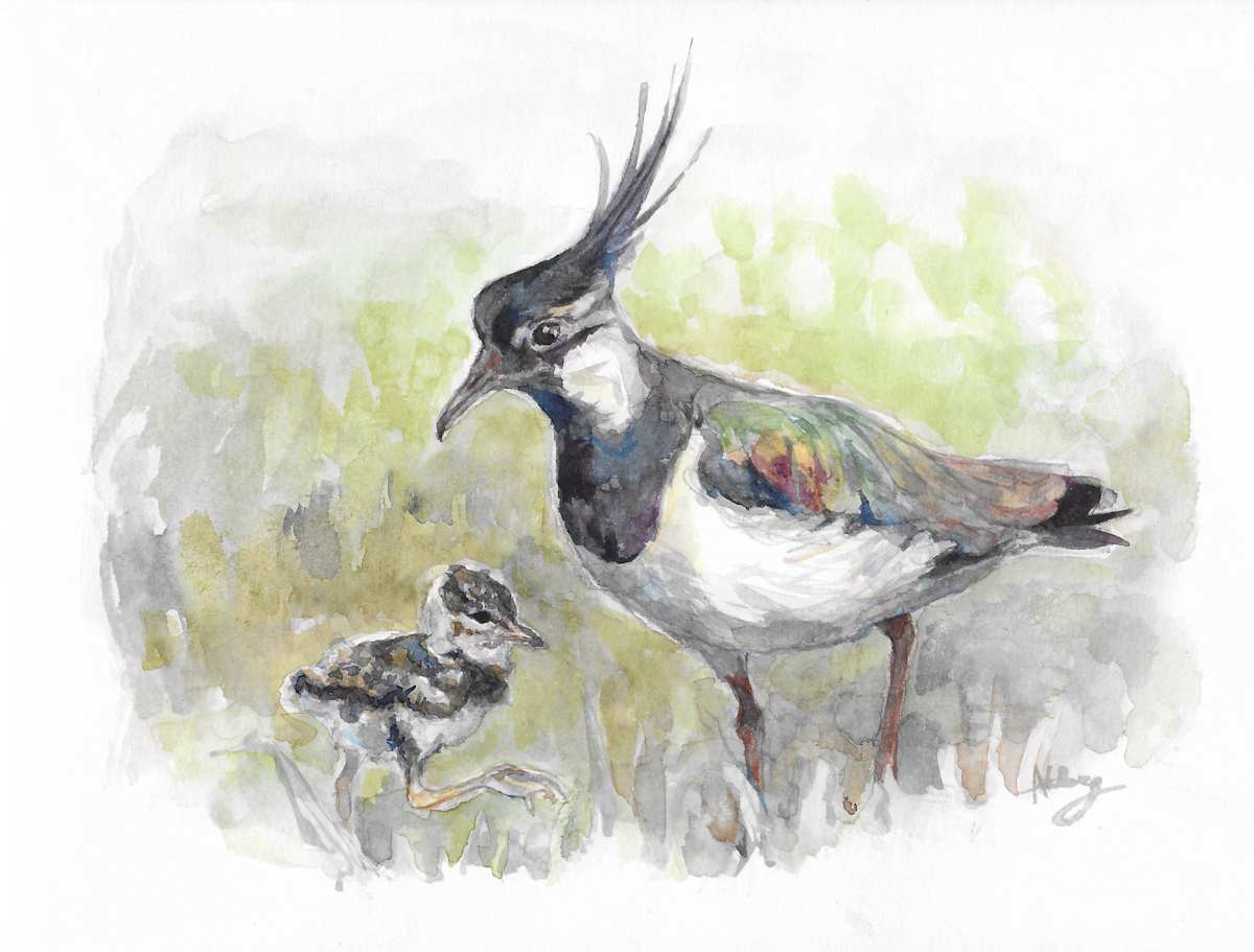 Lapwings by Abby McBride, Image 1.