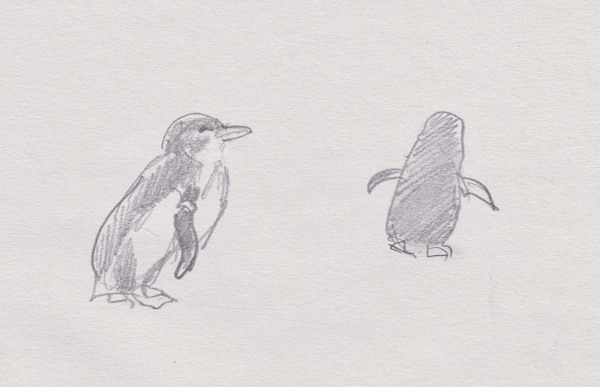 Blue Penguin, Image 5.