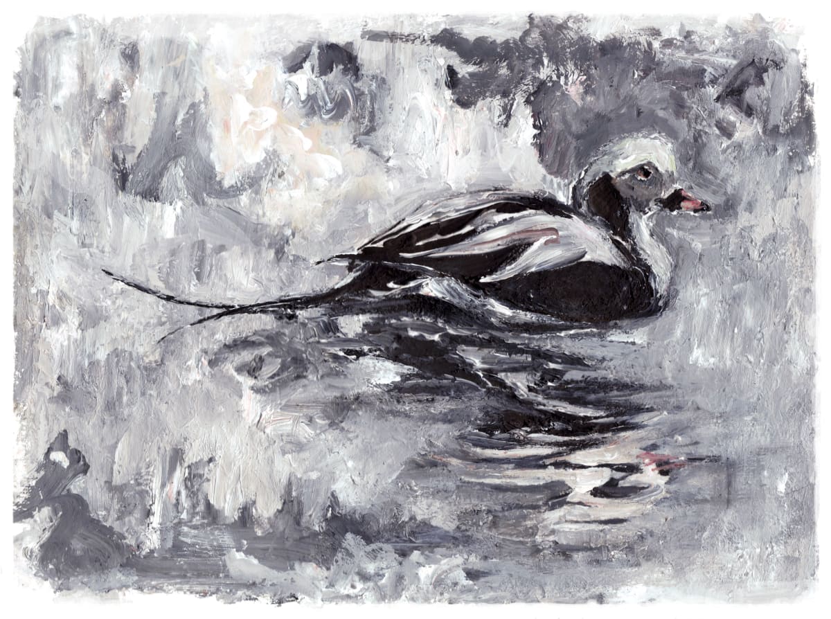 Long-tailed Duck 