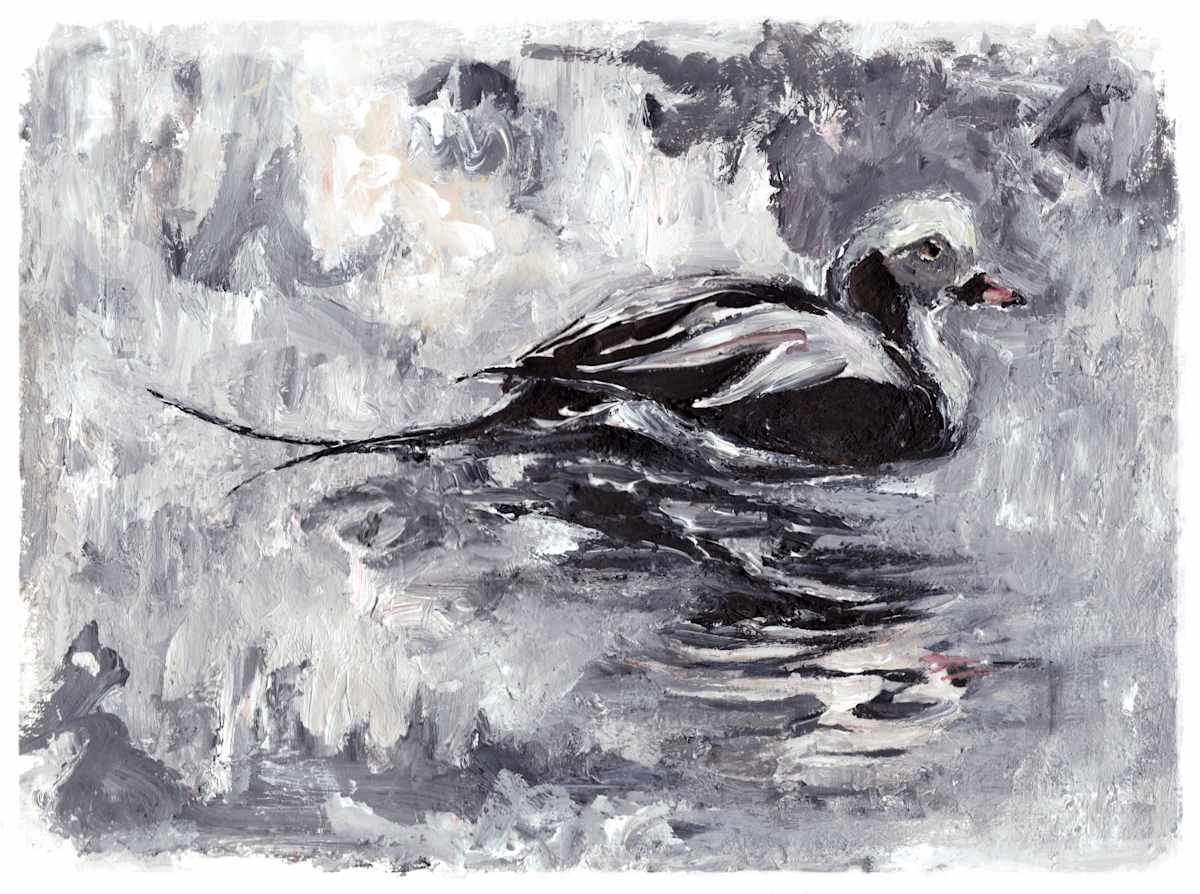 Long-tailed Duck, Image 9.
