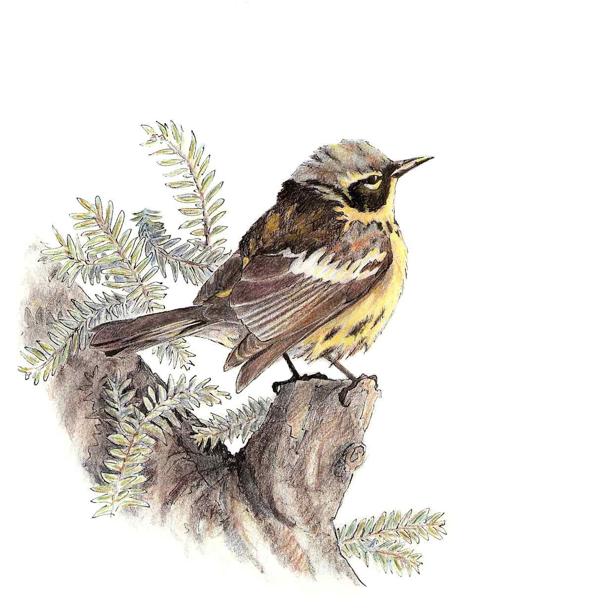 Magnolia Warbler, Image 6.