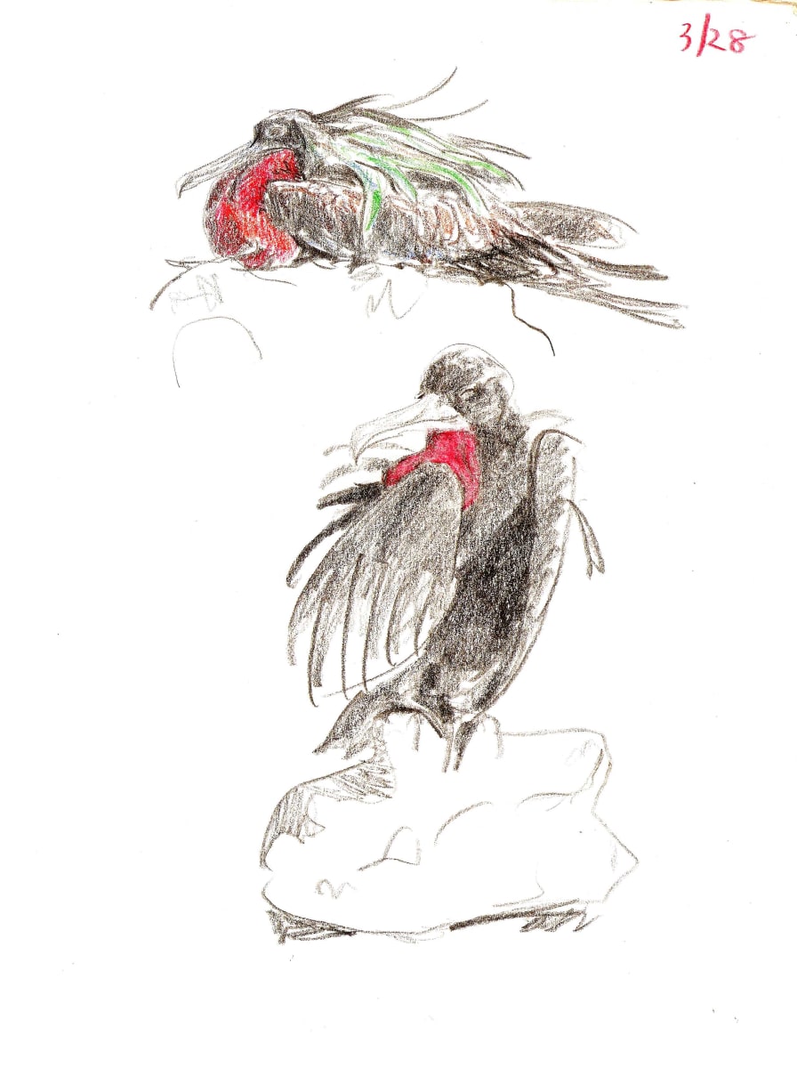 Great frigatebirds by Abby McBride  Image: Field sketched on Isla Española, Galapagos (2009-10)