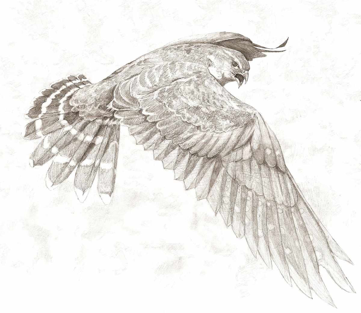 Merlin, Image 2.