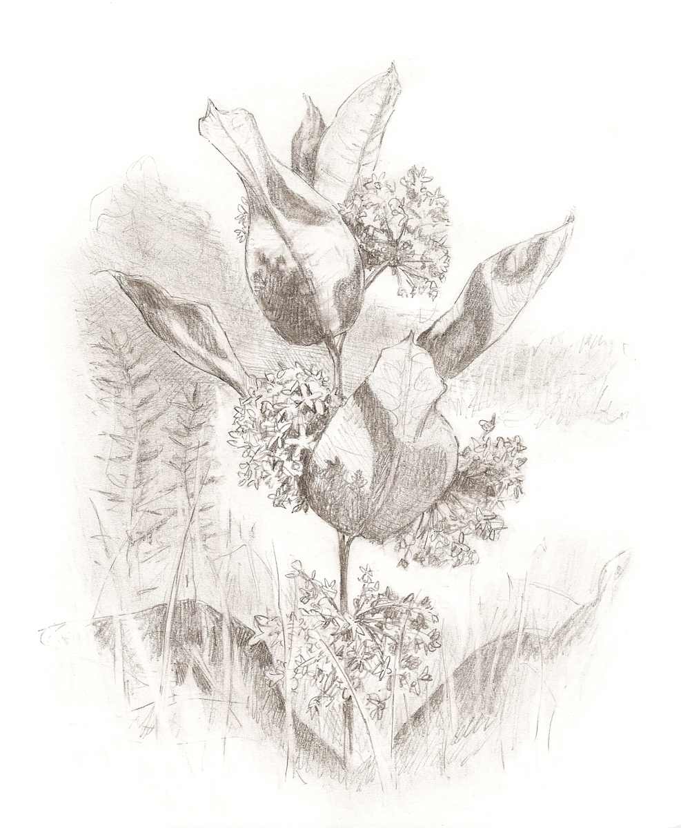 Milkweed, Image 6.