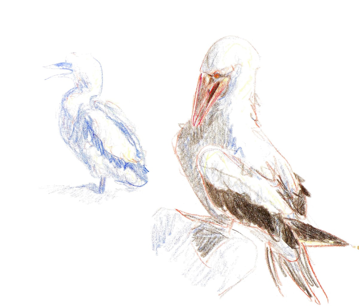 Nazca booby and chick by Abby McBride  Image: Field sketched on Isla Española, Galapagos (2009-10)