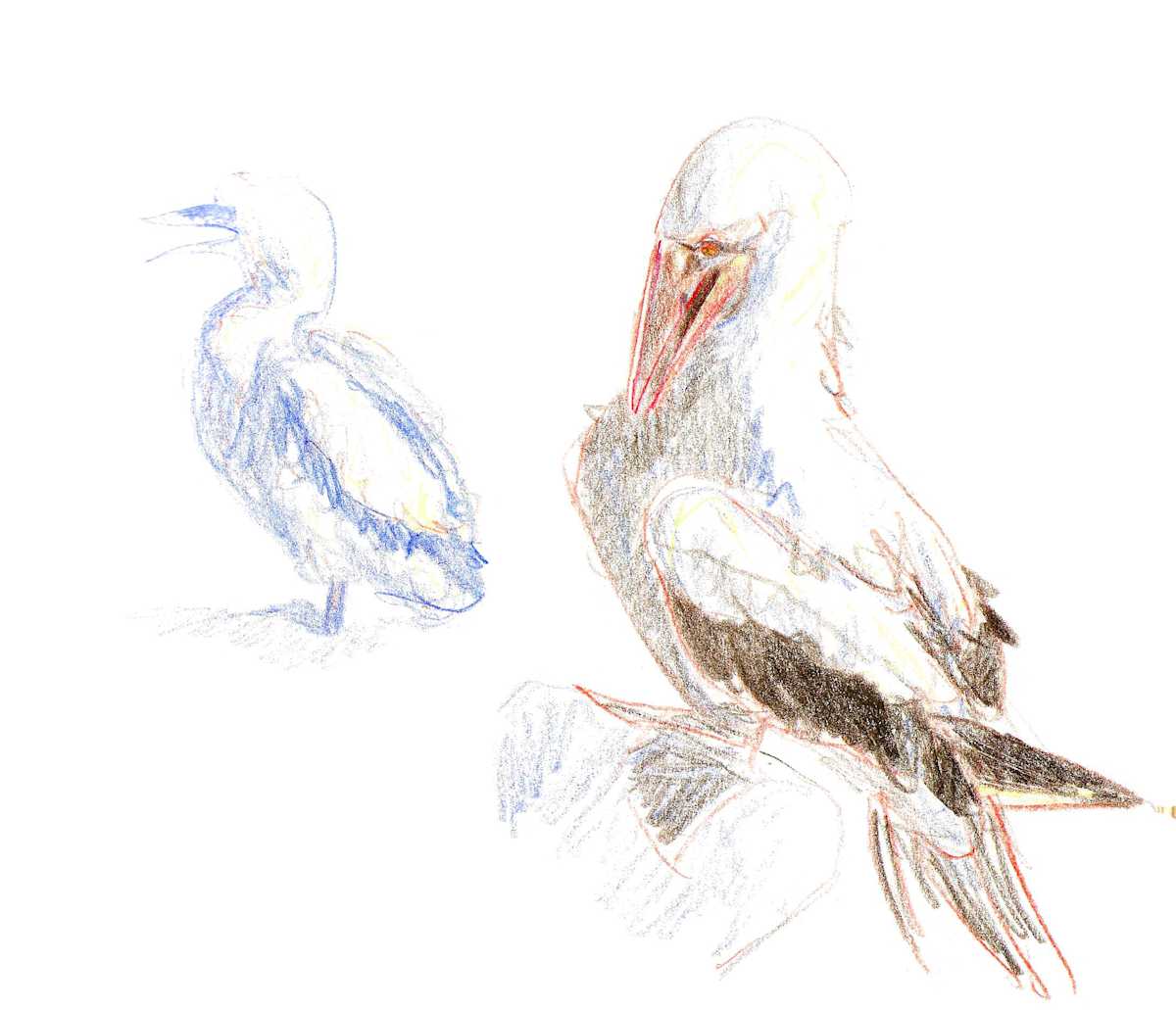 Nazca booby and chick by Abby McBride, Image 9.