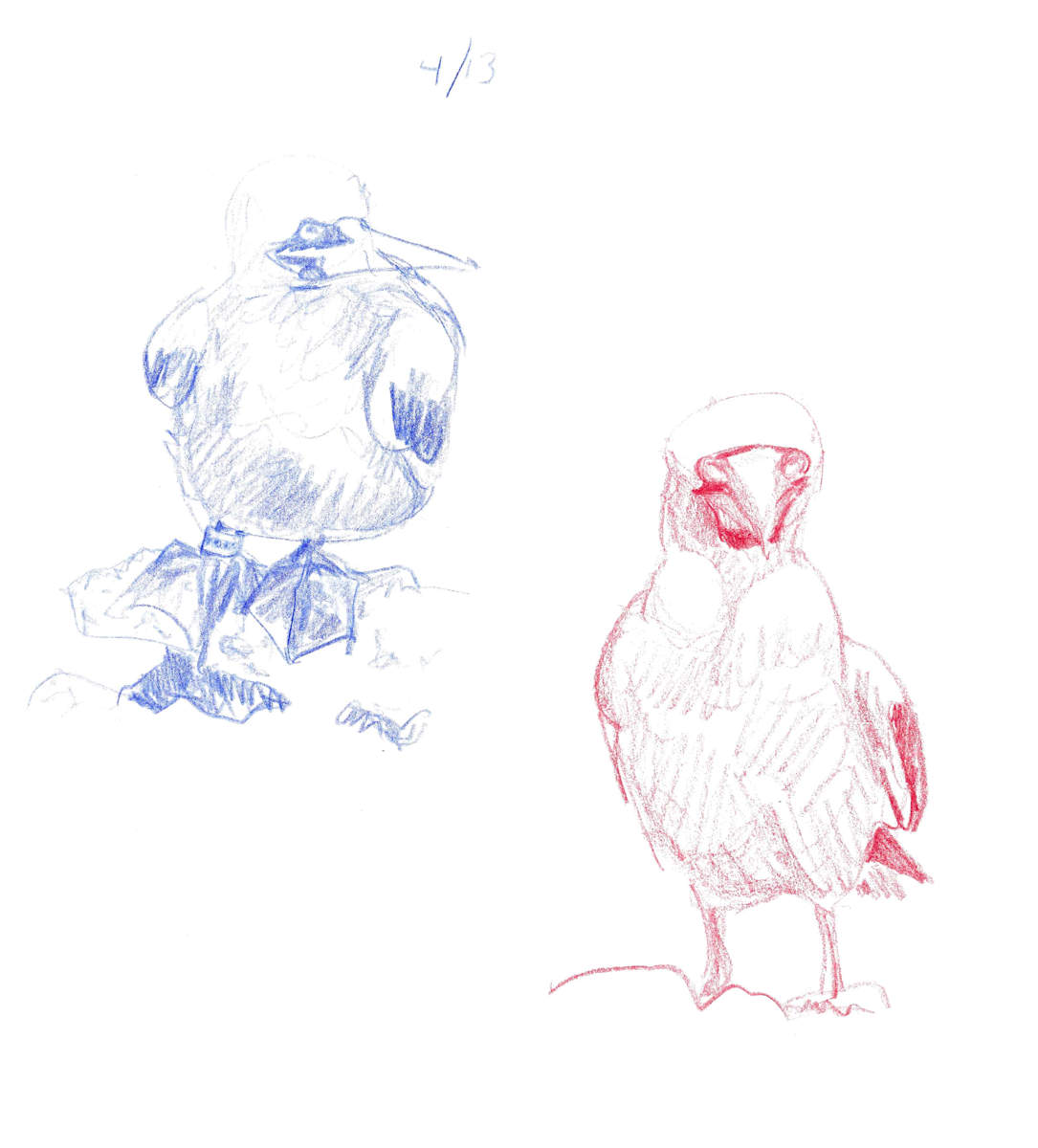 Nazca boobies by Abby McBride, Image 6.