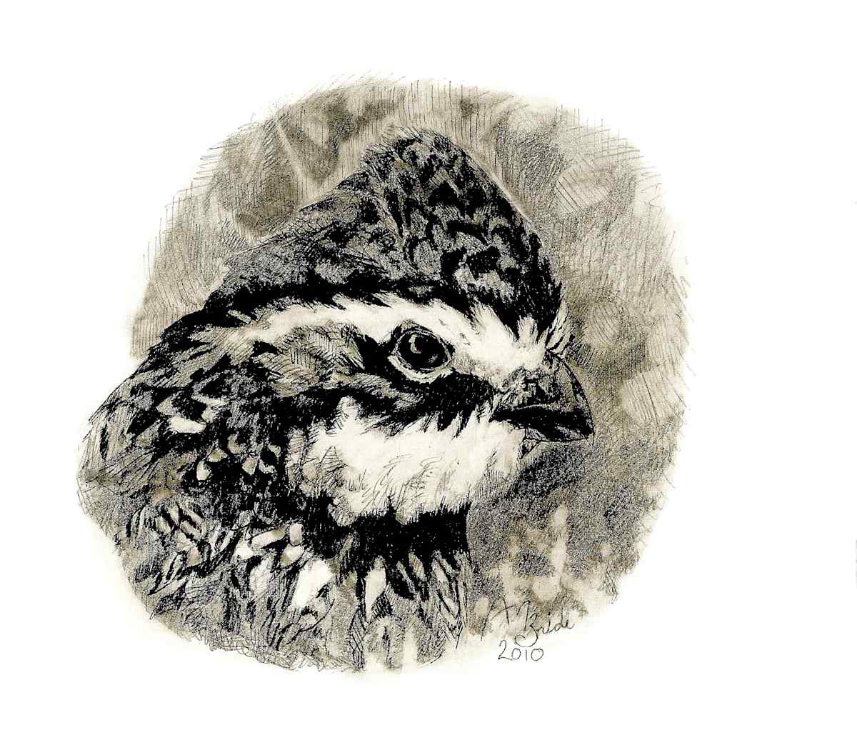 Northern Bobwhite, Image 3.