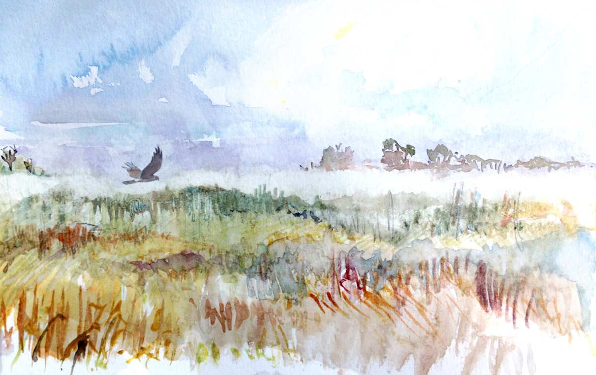 Northern Harrier, Image 12.