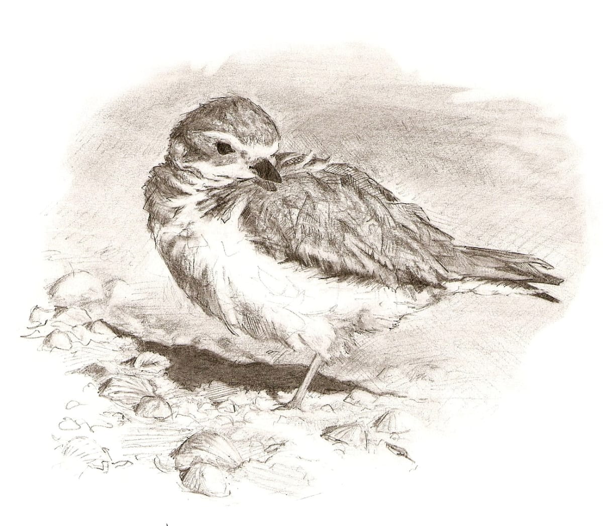 Piping Plover, Image 4.