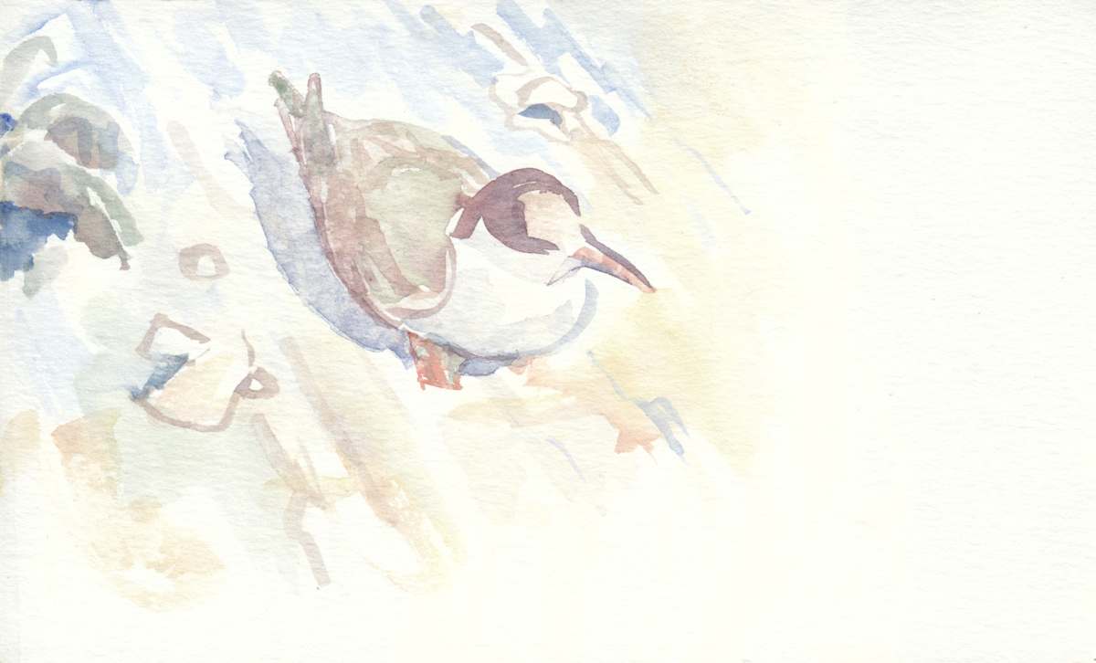 Young Tern, From Blind by Abby McBride, Image 1.