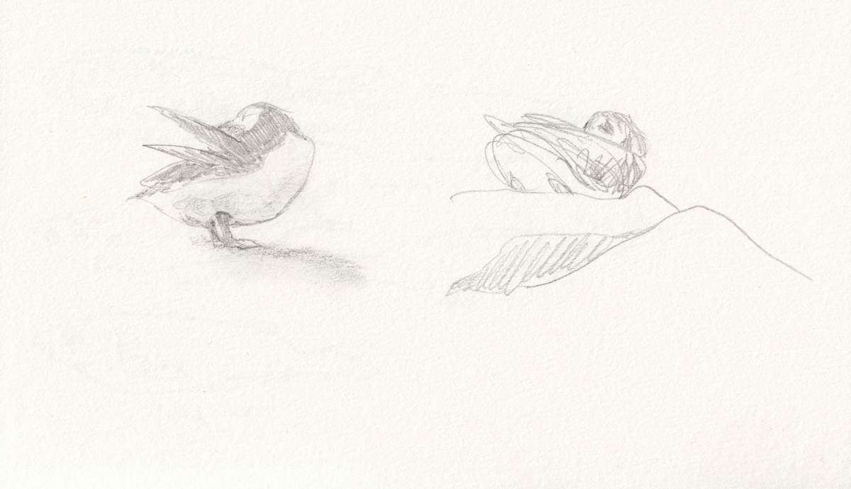 Puffin preening by Abby McBride, Image 4.