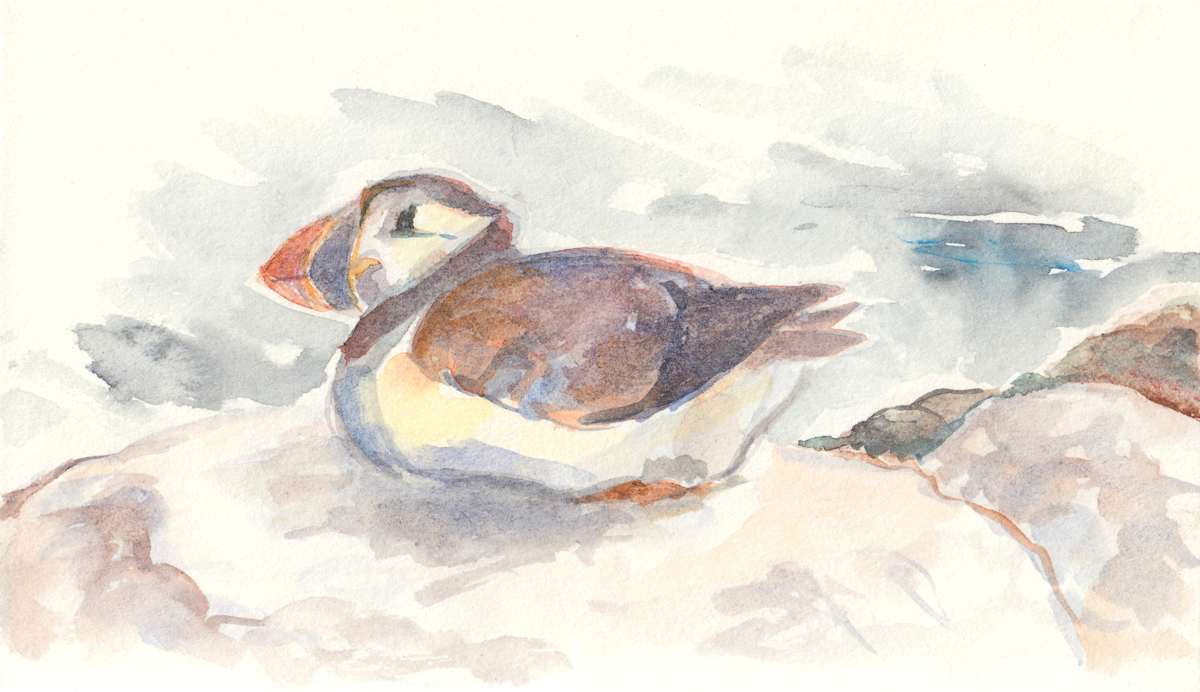 Atlantic puffin by Abby McBride, Image 3.