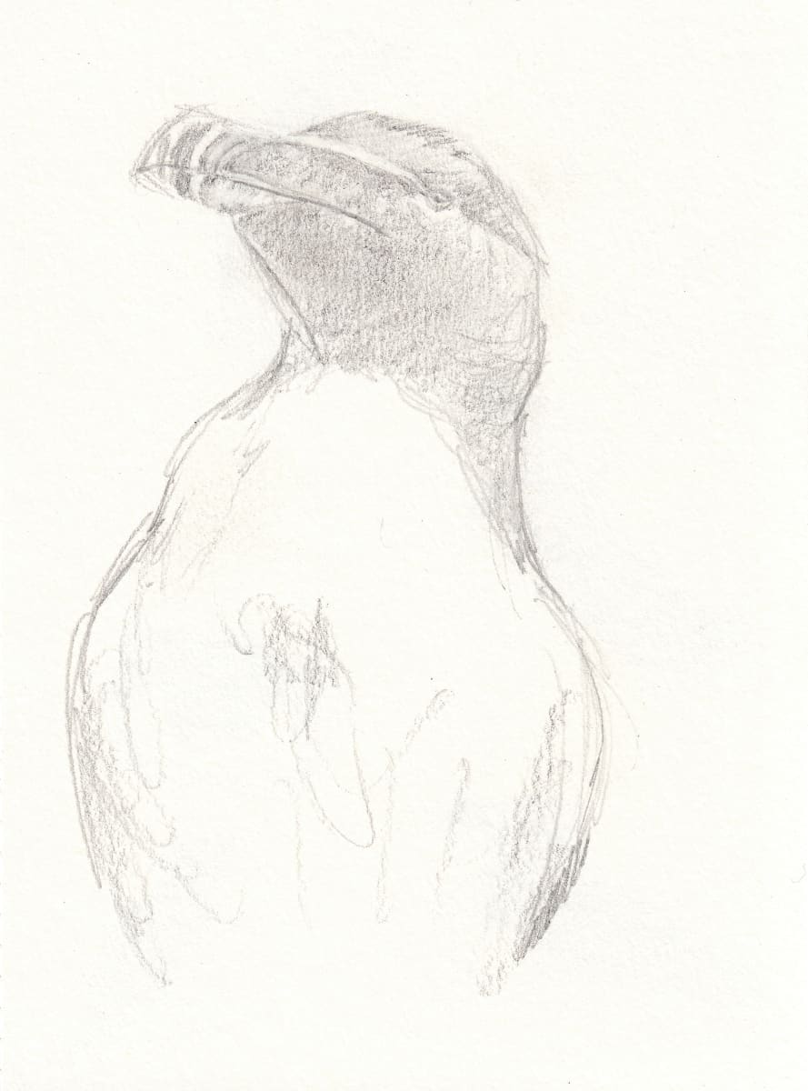Razorbill by Abby McBride, Image 8.
