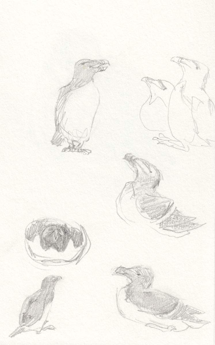 Razorbills by Abby McBride, Image 9.