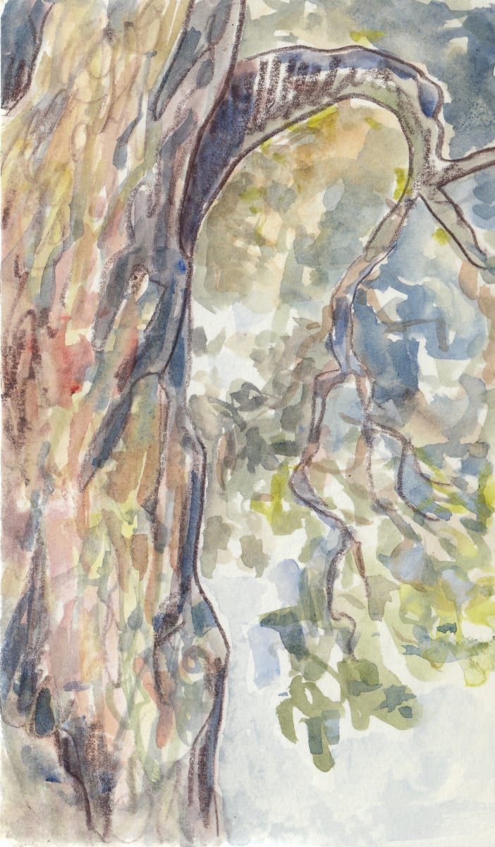 The red oak by Abby McBride 