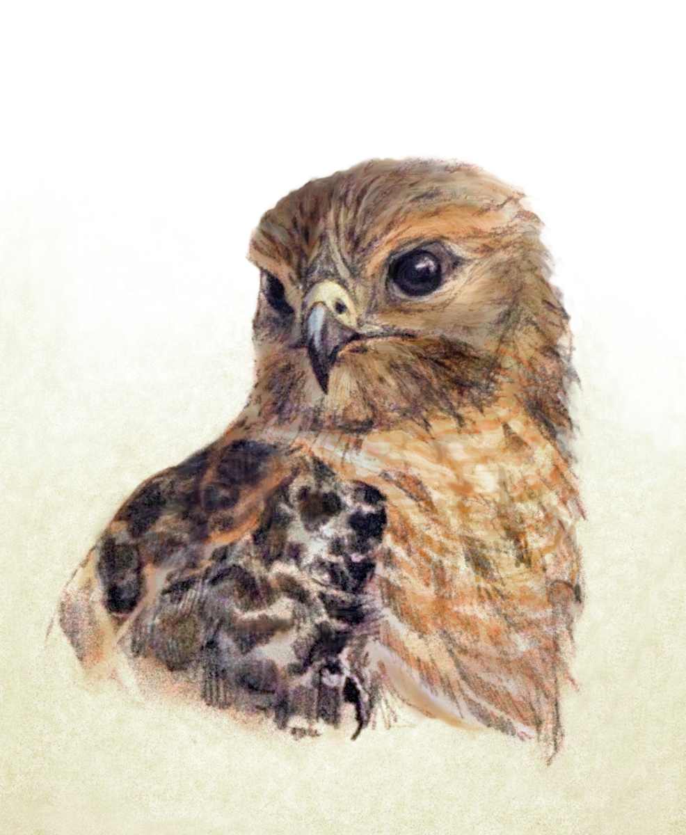 Red-shouldered Hawk, Image 8.