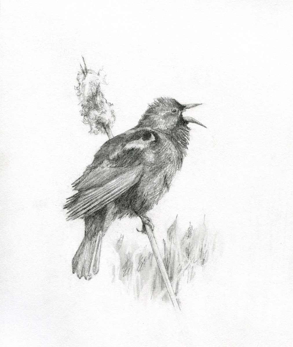 Red-winged Blackbird, Image 9.