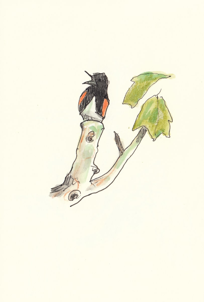 Redstart Singing by Abby McBride, Image 1.