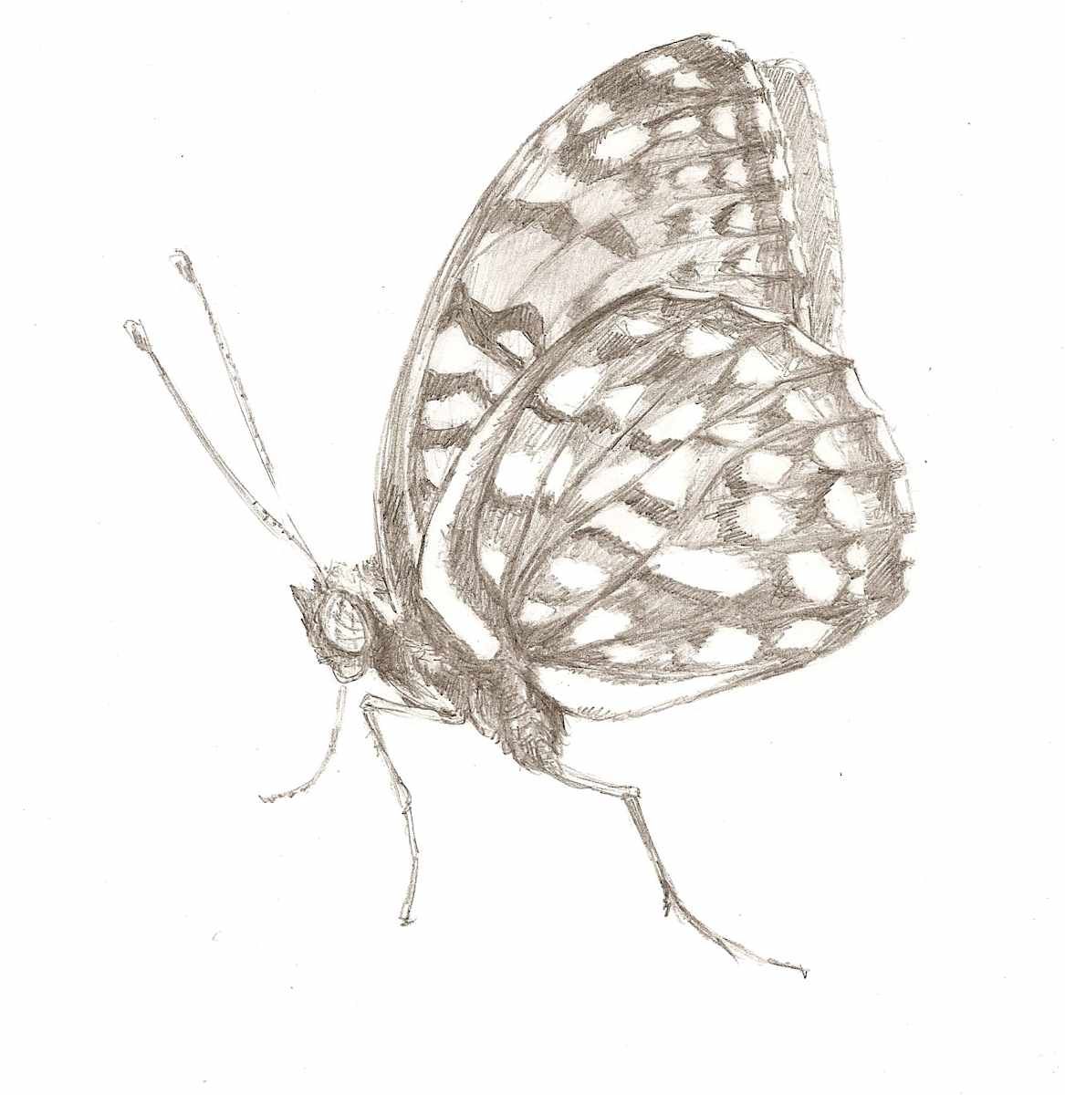 Regal Fritillary, Image 3.
