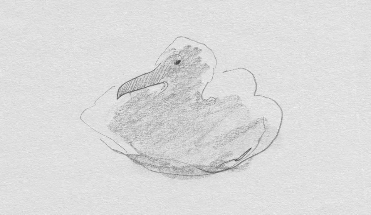Royal Albatross Chick, Image 2.
