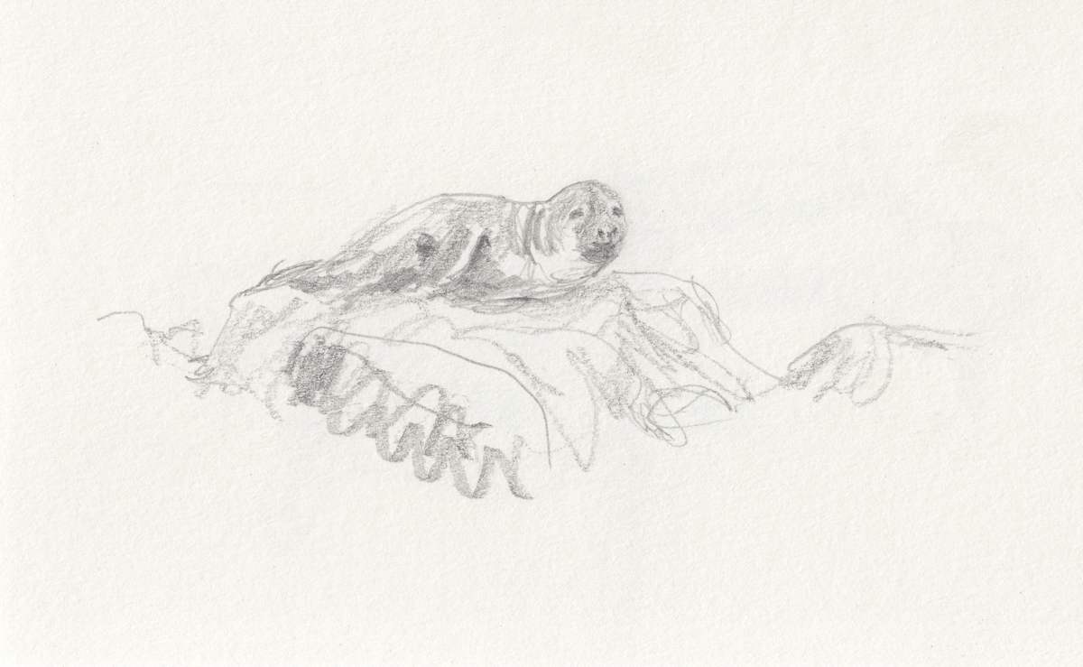 Seal by Abby McBride, Image 12.