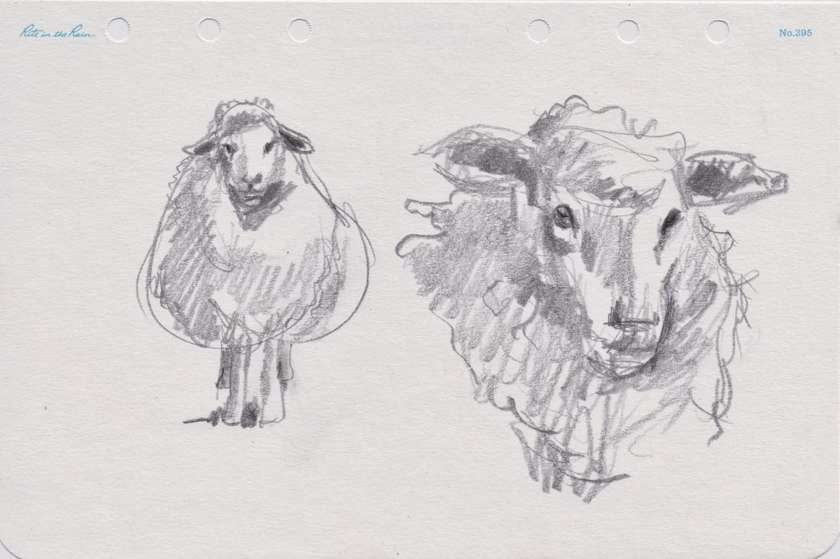 Sheep Portrait 