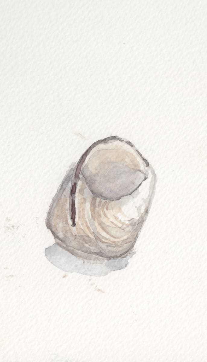 Shell by Abby McBride  Image: Sketched on Appledore Island in Maine.