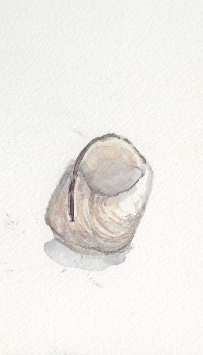 Shell by Abby McBride, Image 1.
