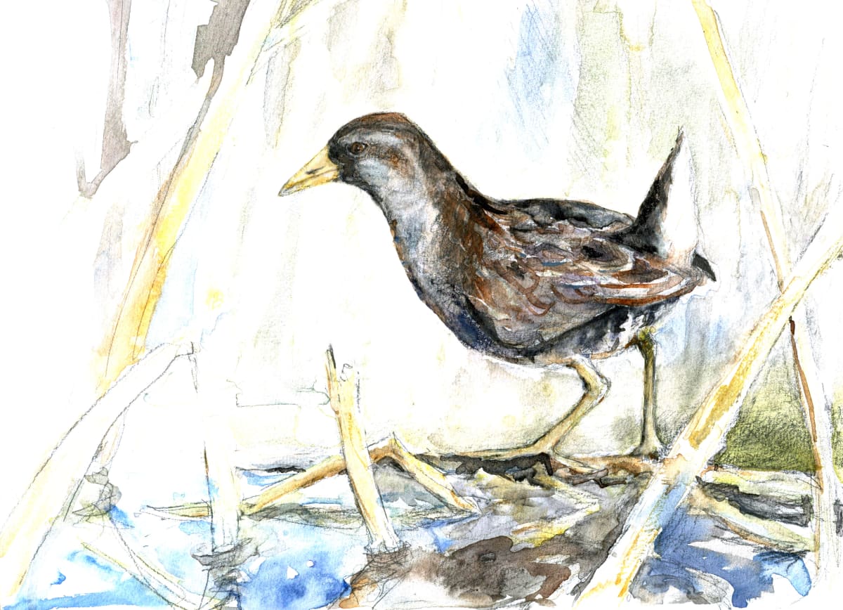 Sora, Image 11.