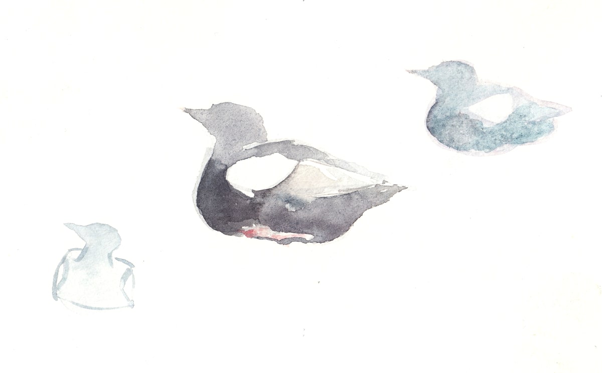 South-facing guillemots by Abby McBride 