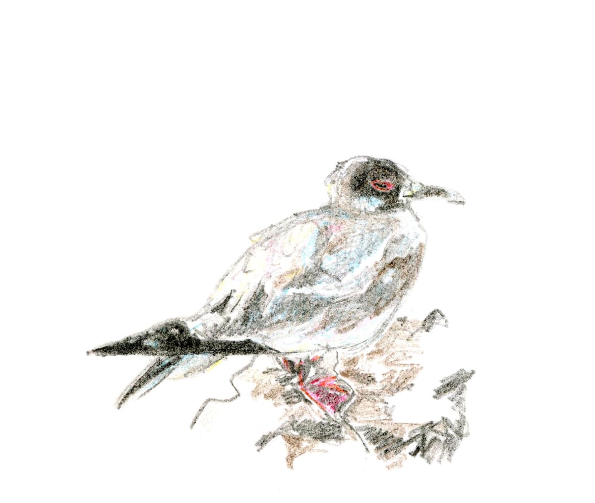 Swallow-tailed Gull by Abby McBride, Image 7.