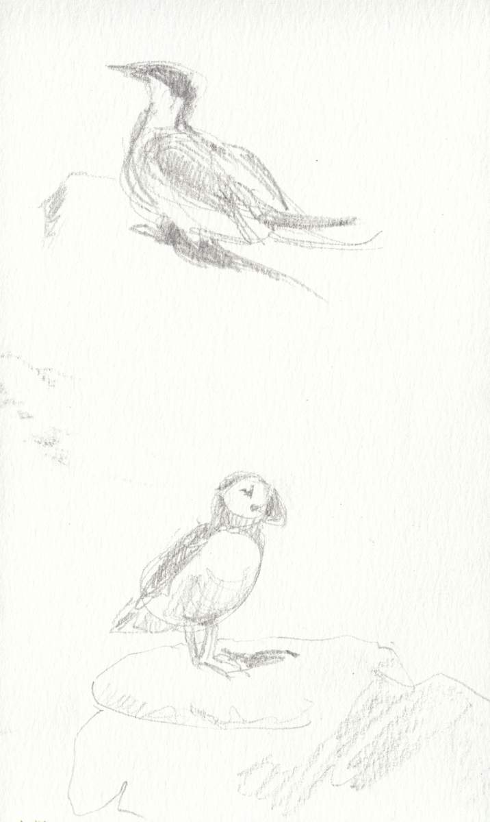 Tern and Puffin by Abby McBride, Image 1.