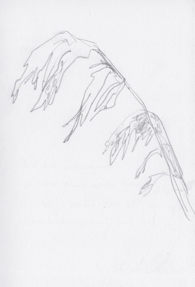 Toetoe grass by Abby McBride, Image 2.